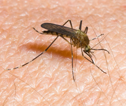 mosquito blatta orientalis