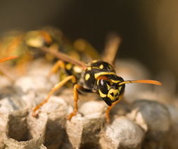 wasp order hymenoptera