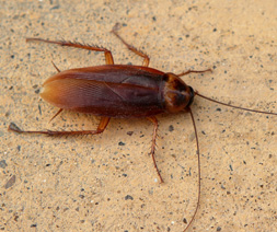 oriental cockroach blatta orientalis