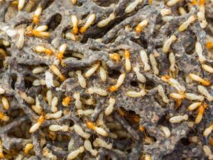 Termites in Your Yard